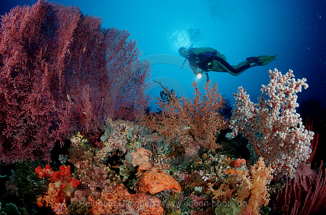 Taucher und Korallenriff, Indischer Ozean, Komodo National Park, Indonesien