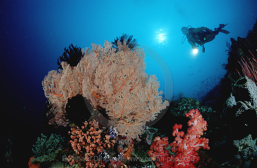 Taucher und Korallenriff, Indischer Ozean, Komodo National Park, Indonesien