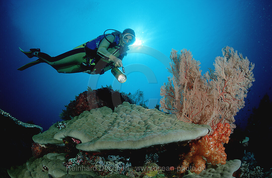 Taucher und Korallenriff, Indischer Ozean, Komodo National Park, Indonesien