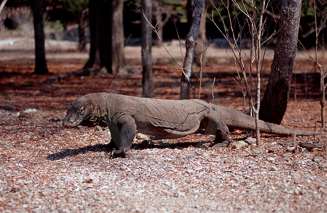 Komodo Waran, Komodo-Waran
