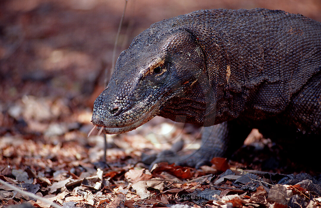 Komodo Waran, Komodo-Waran, Varanus komodoensis, Indischer Ozean, Komodo National Park, Indonesien