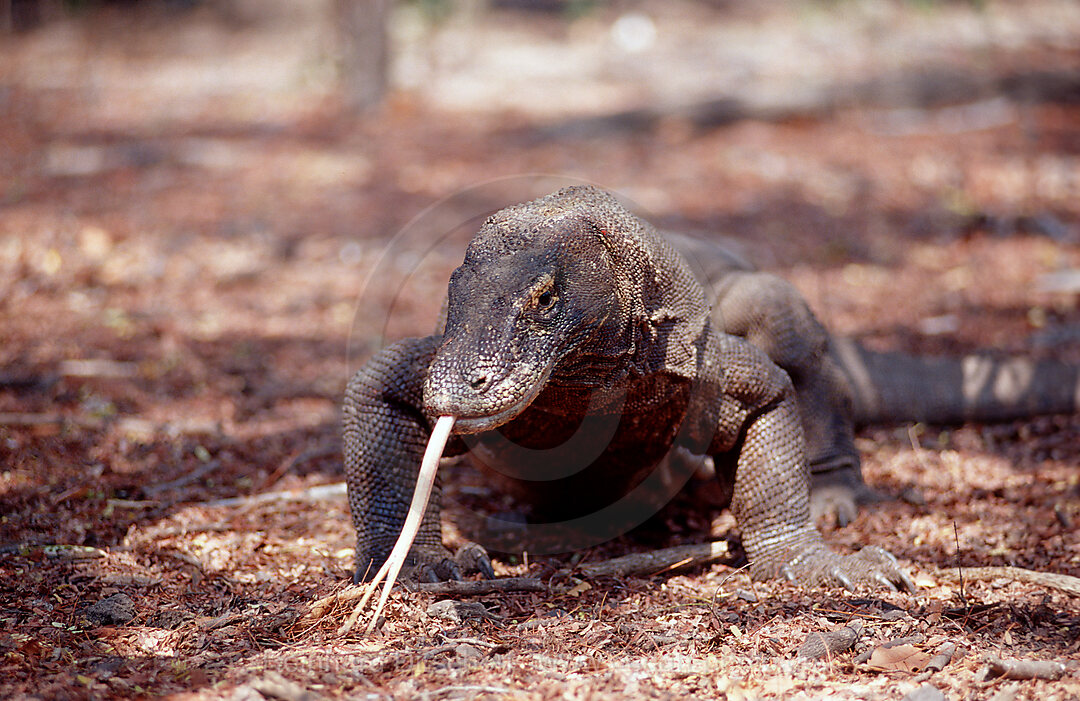 Komodo Waran, Komodo-Waran