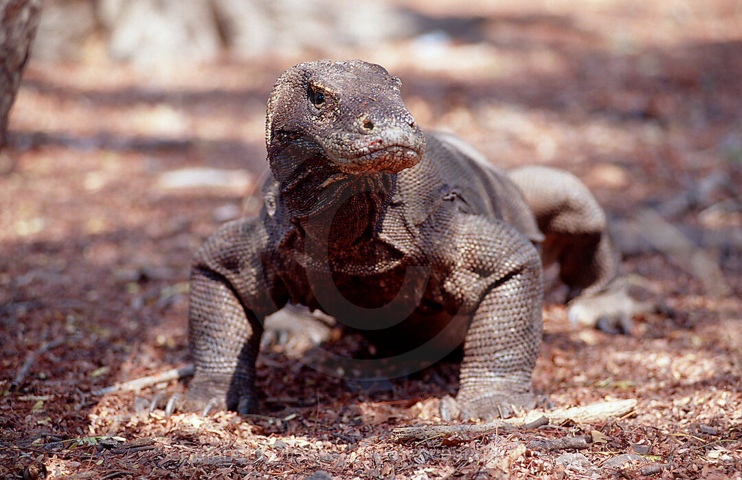 Komodo Waran, Komodo-Waran