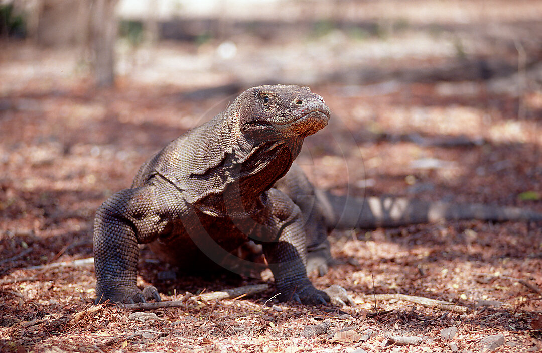 Komodo dragon in natural environment