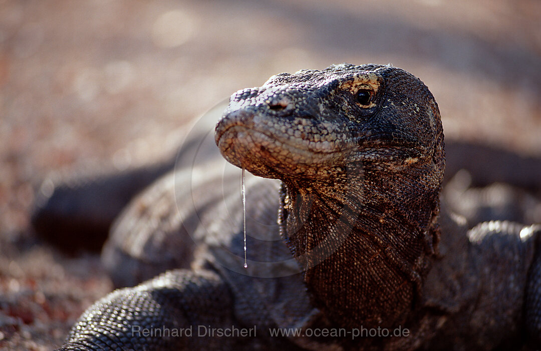 Komodo Waran, Komodo-Waran