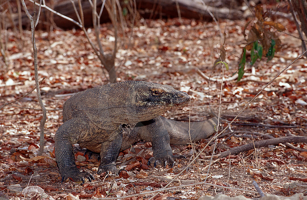 Komodo Waran, Komodo-Waran