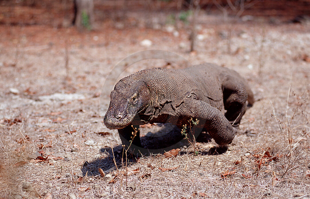 Komodo Waran, Komodo-Waran