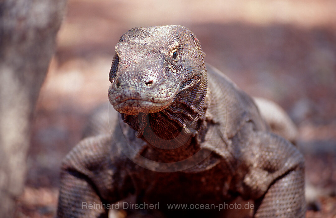 Komodo Waran, Komodo-Waran