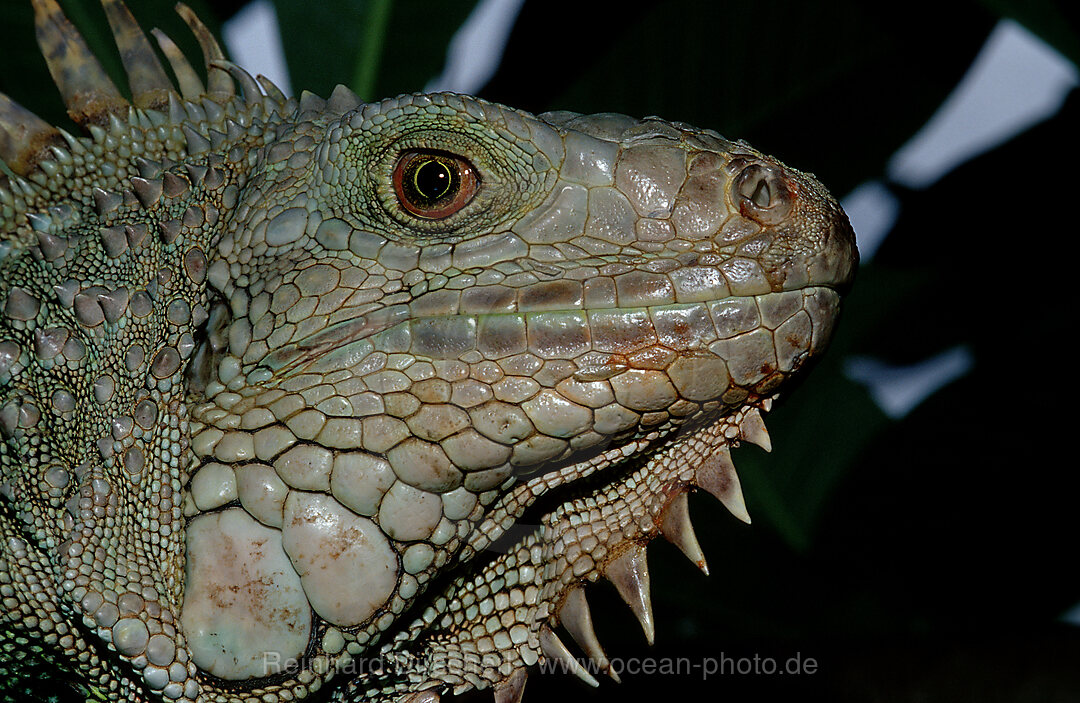 Gruener Leguan, Iguana iguana, Costa Rica