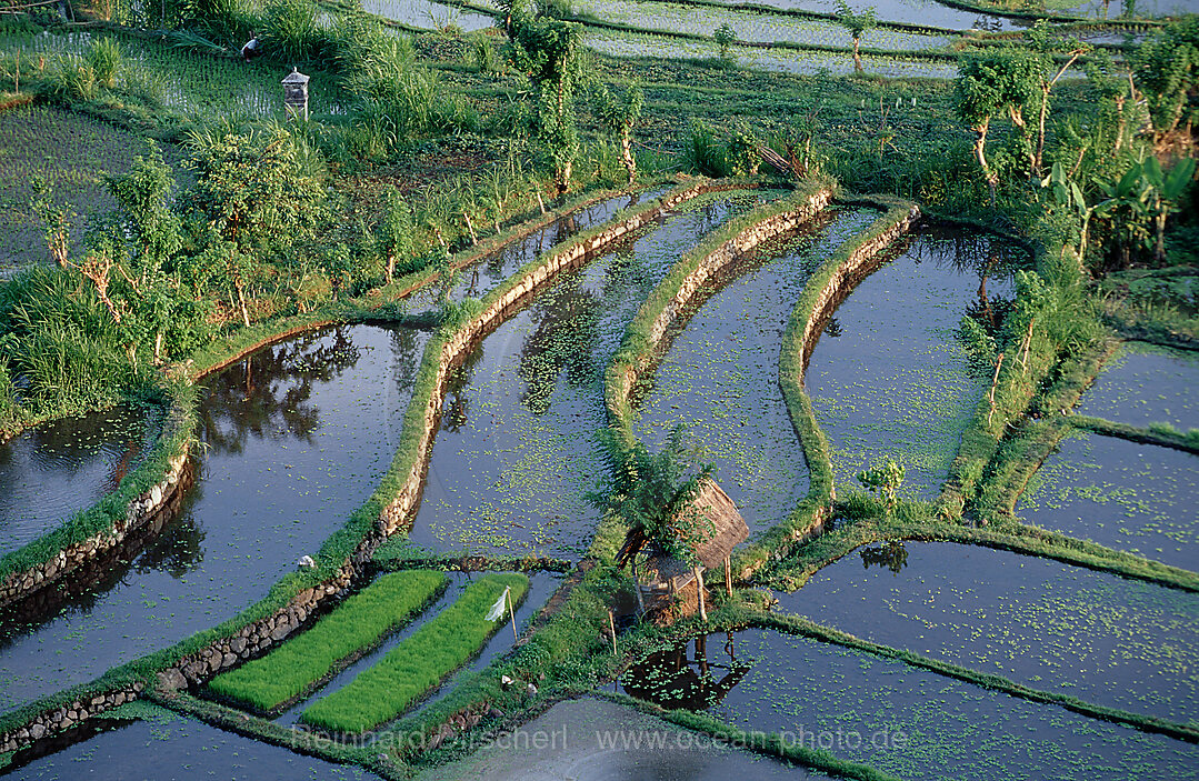 Reisfeld, Luftaufnahme, Indischer Ozean, Bali, Indonesien