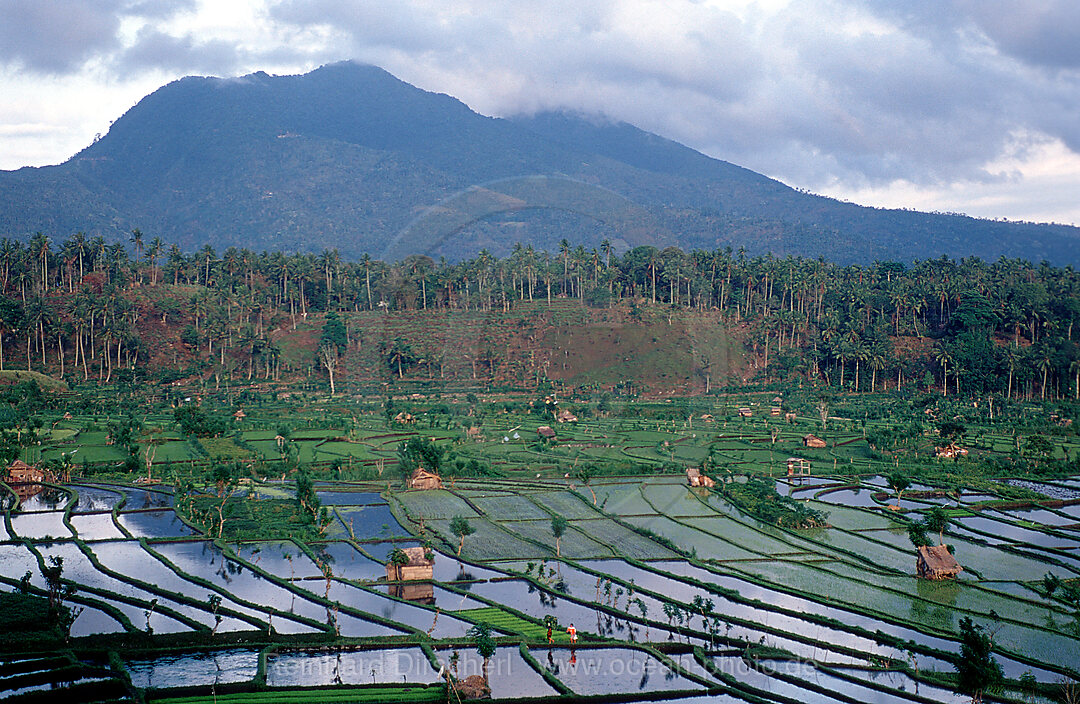 rice field, aerial view