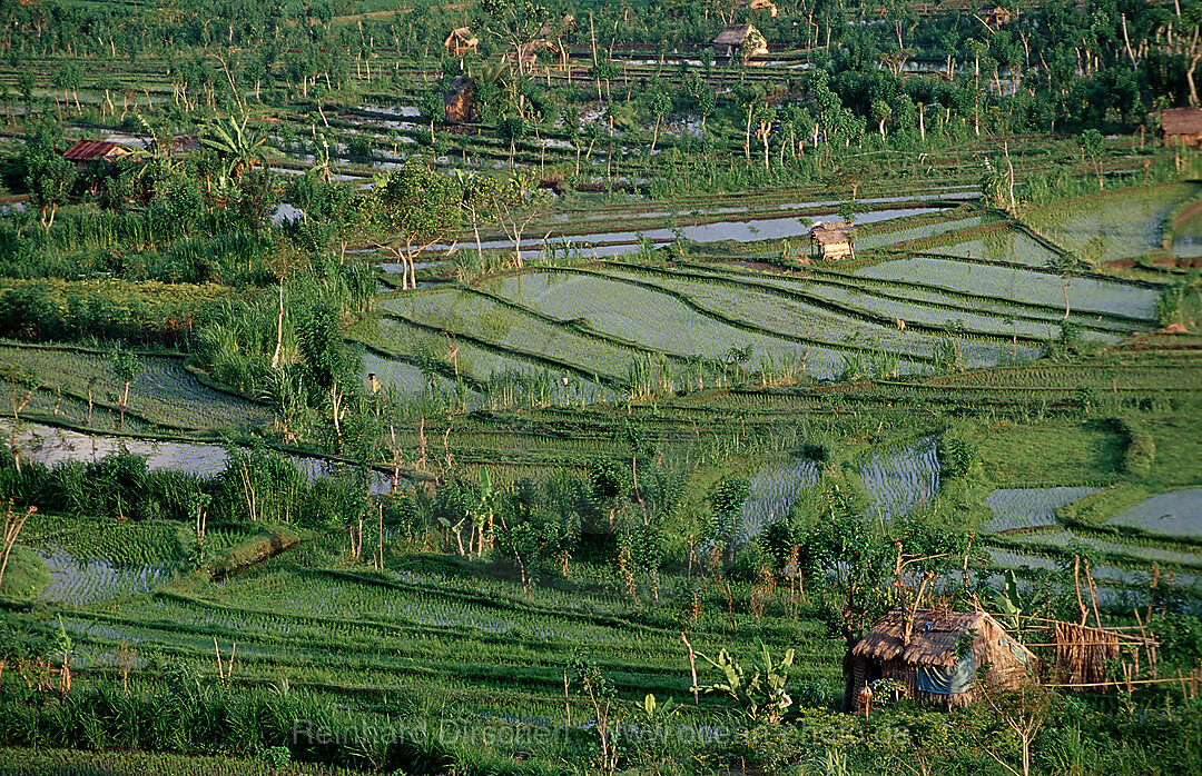 Reisfeld, Luftaufnahme, Indischer Ozean, Bali, Indonesien