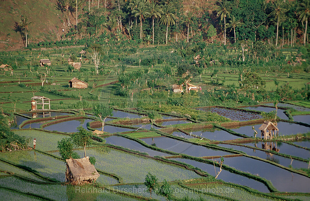 Reisfeld, Luftaufnahme, Indischer Ozean, Bali, Indonesien