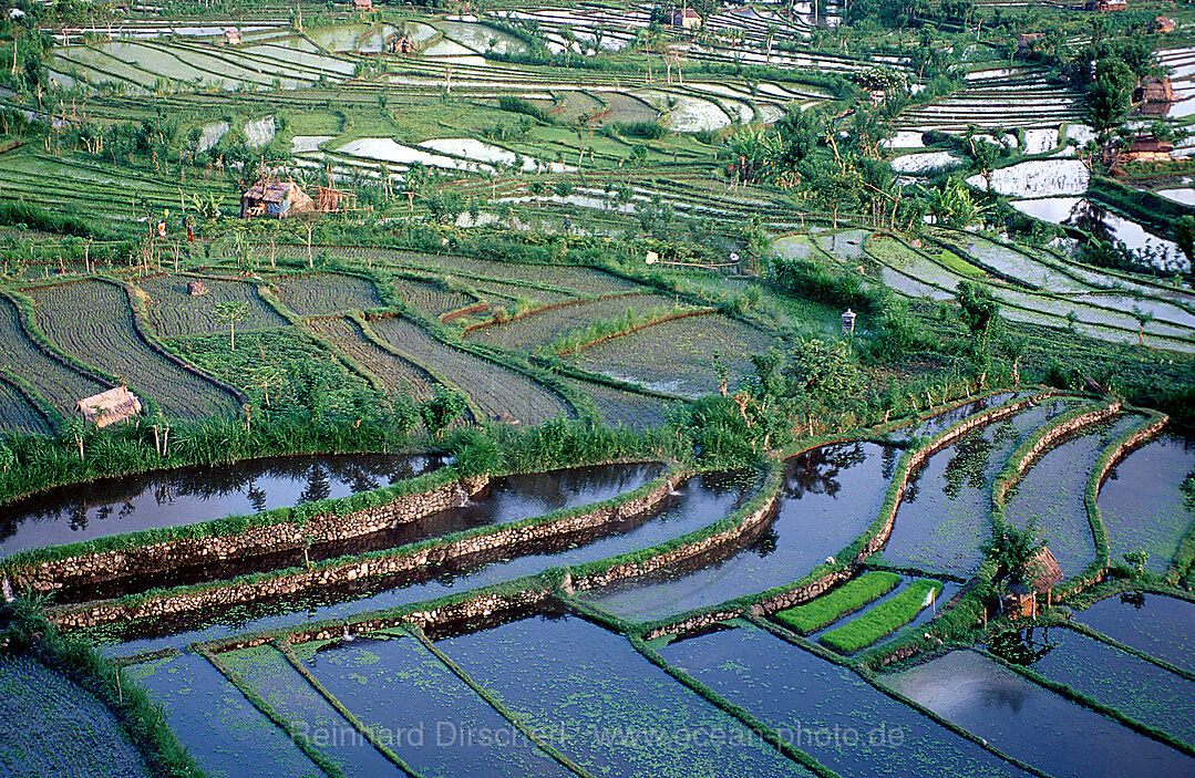 Reisfeld, Luftaufnahme, Indischer Ozean, Bali, Indonesien