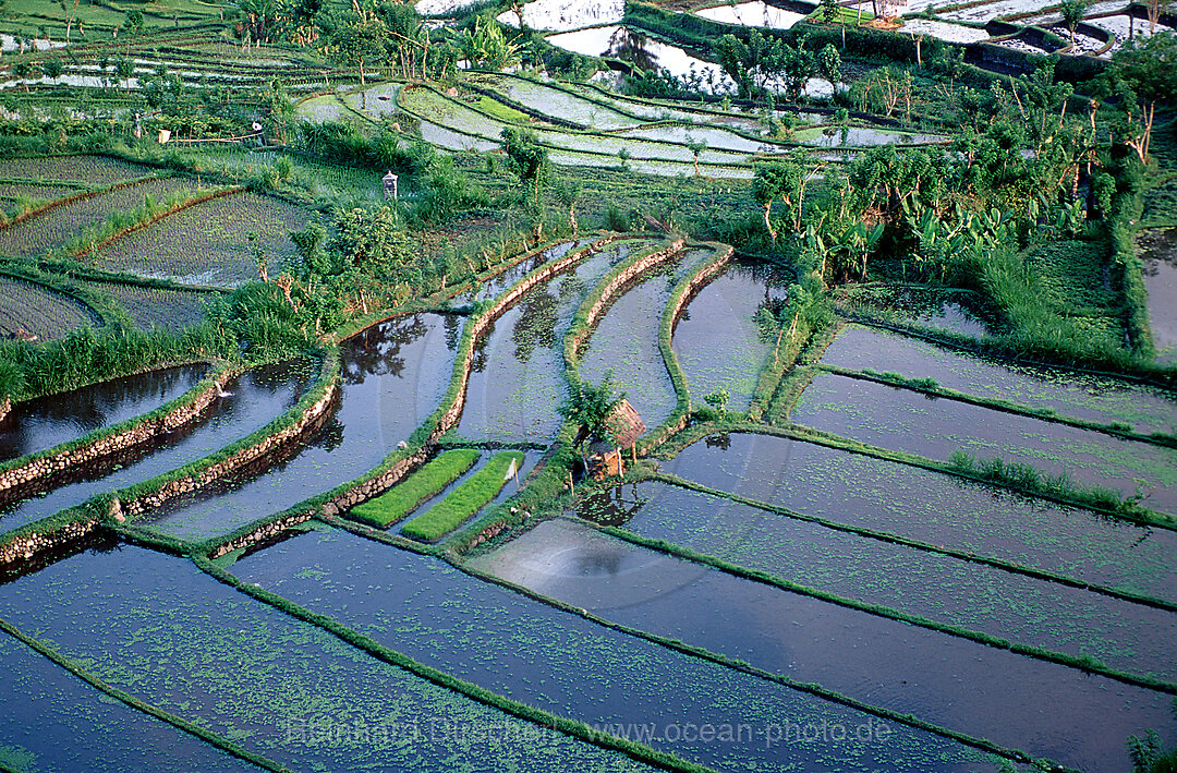 rice field, aerial view