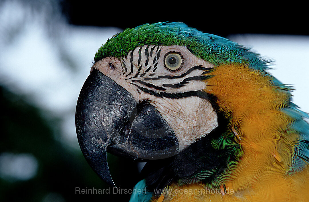 Blaugelber Macaw Ara