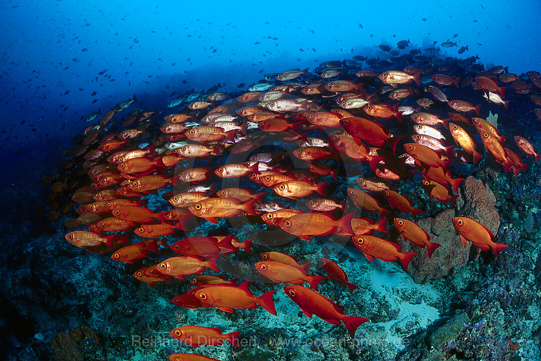 Schooling Crescent-tail bigeye
