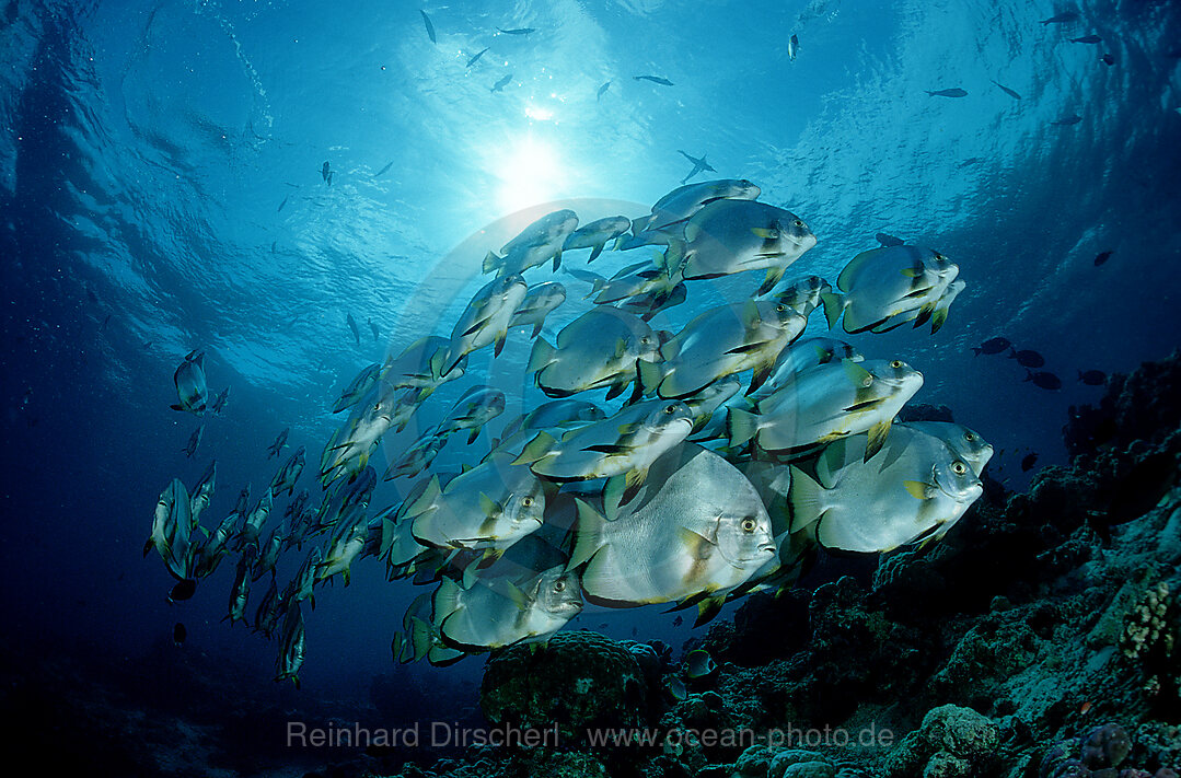 Pinnate batfish