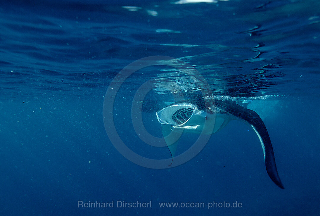 Mantarochen frisst Plankton