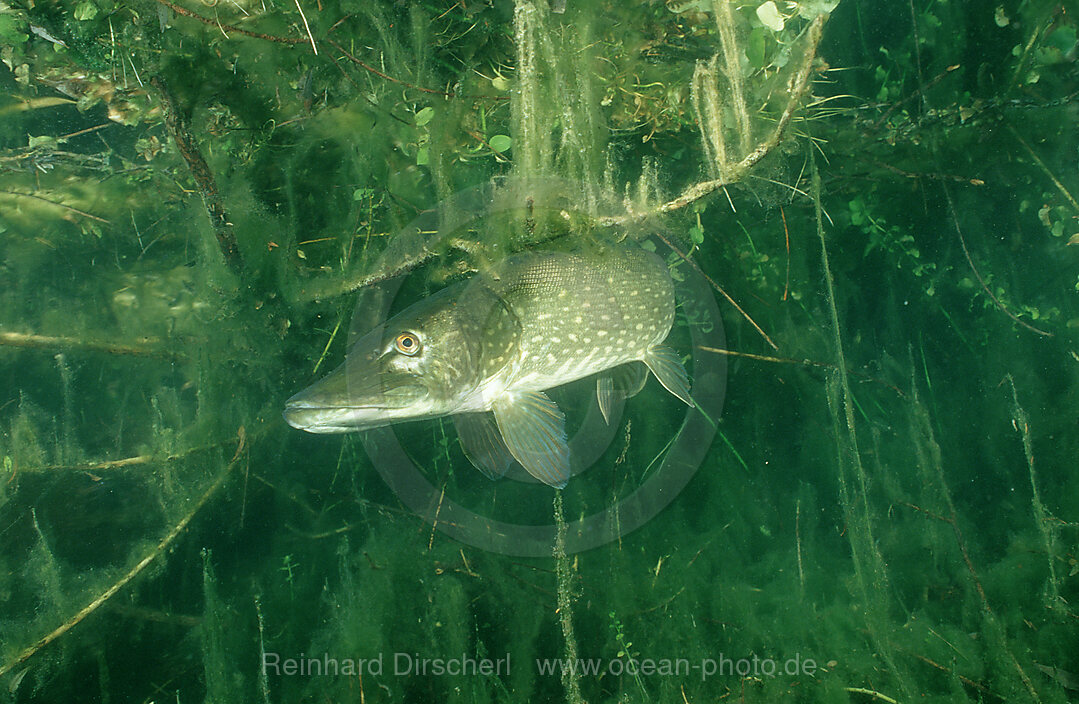 pike