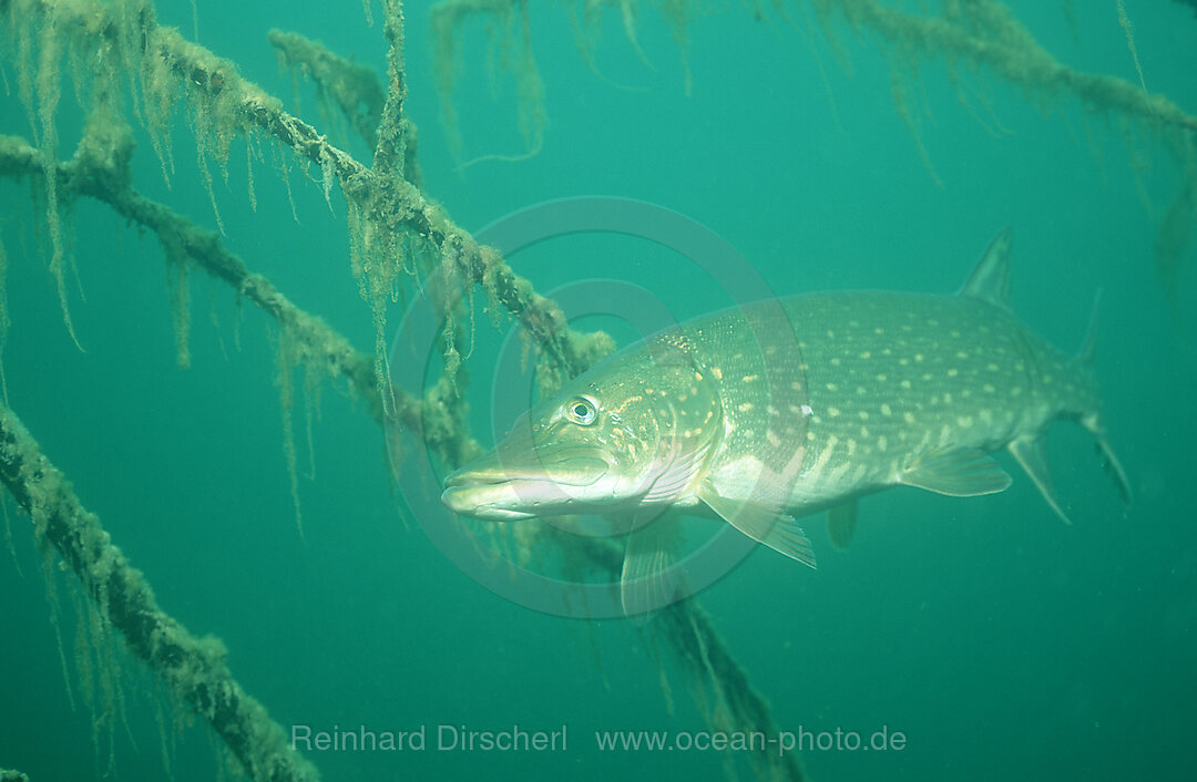 pike
