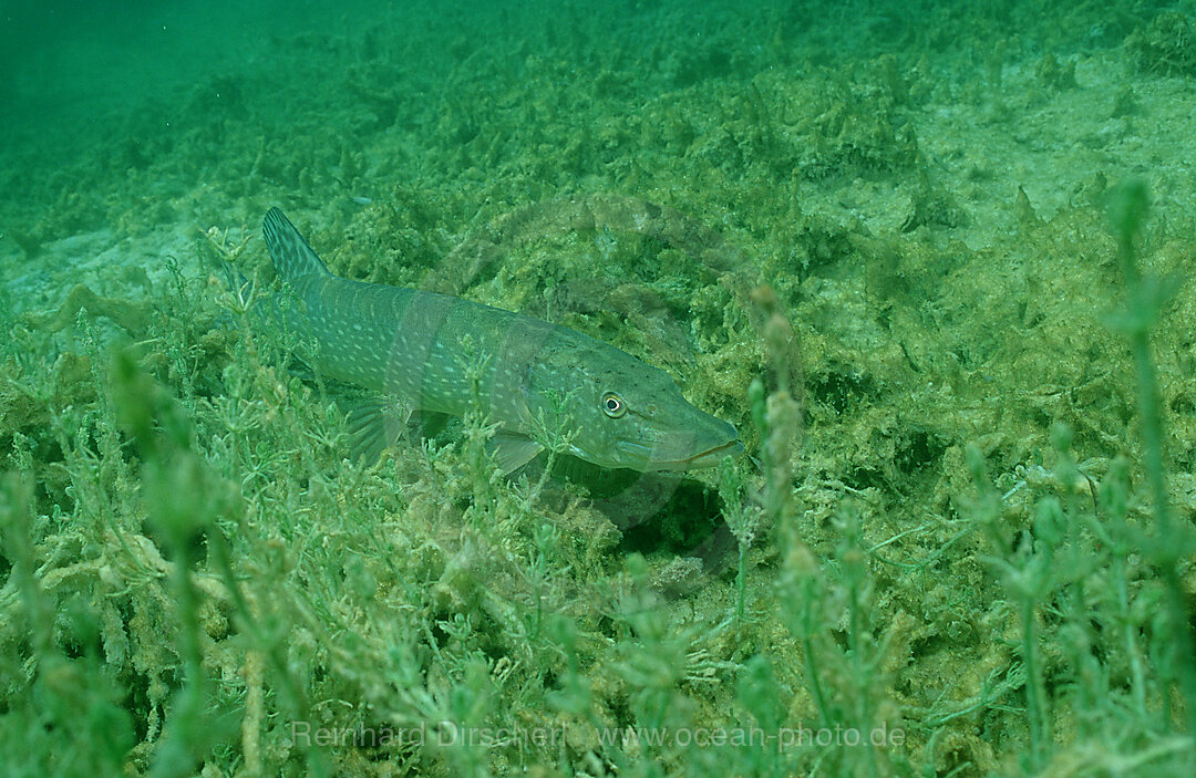 Hecht, Esox lucius, Bayern, Deutschland