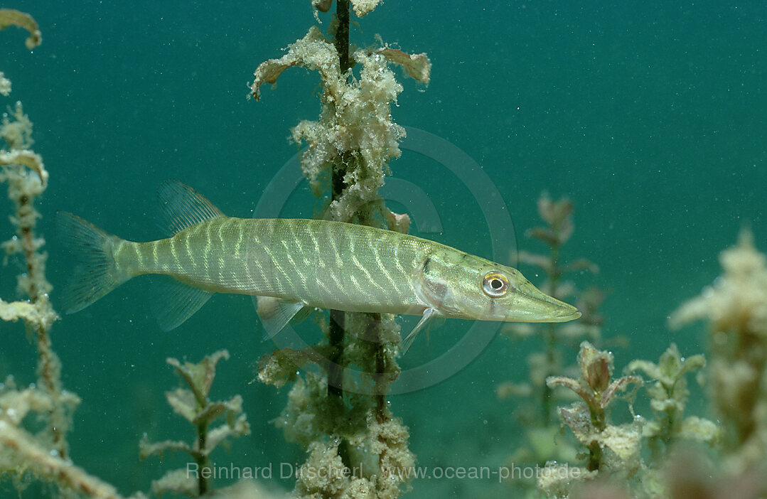 pike