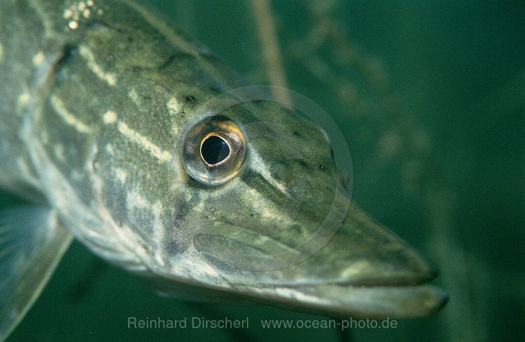 Hecht, Esox lucius, Bayern, Deutschland