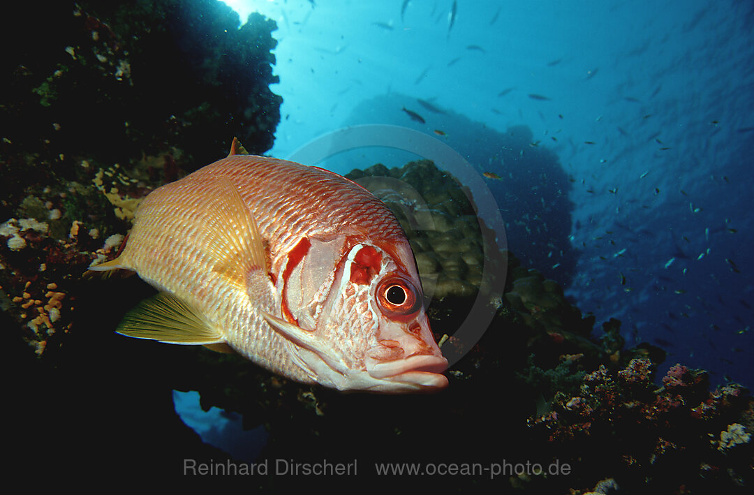 Longjawed squirrelfish