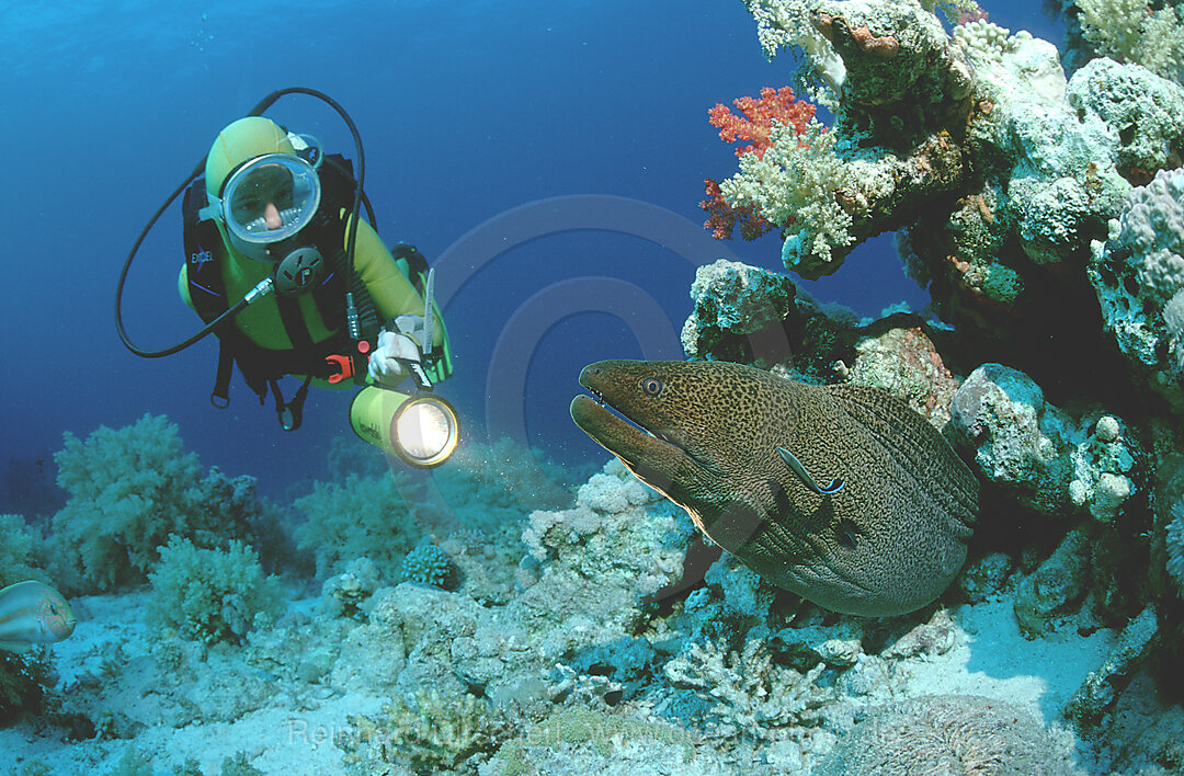 Riesenmuraene mit Taucher, Lycodontis javanicus, Rotes Meer, Hurghada, gypten, Aegypten