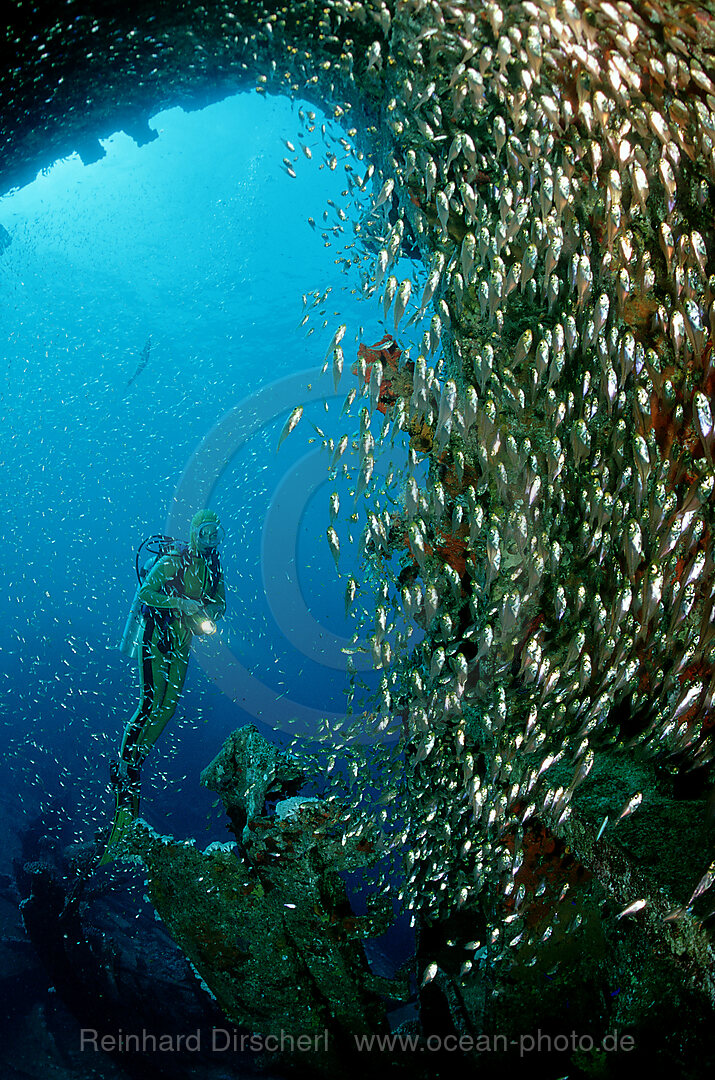 Glasfische und Taucher, Parapriacanthus ransonneti, Rotes Meer, Hurghada, gypten, Aegypten