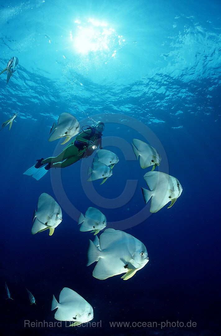 Fledermausfische und Taucher