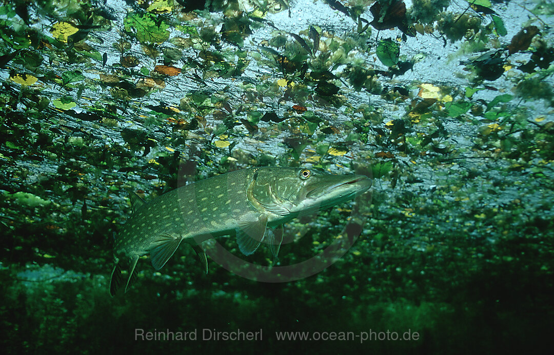 pike