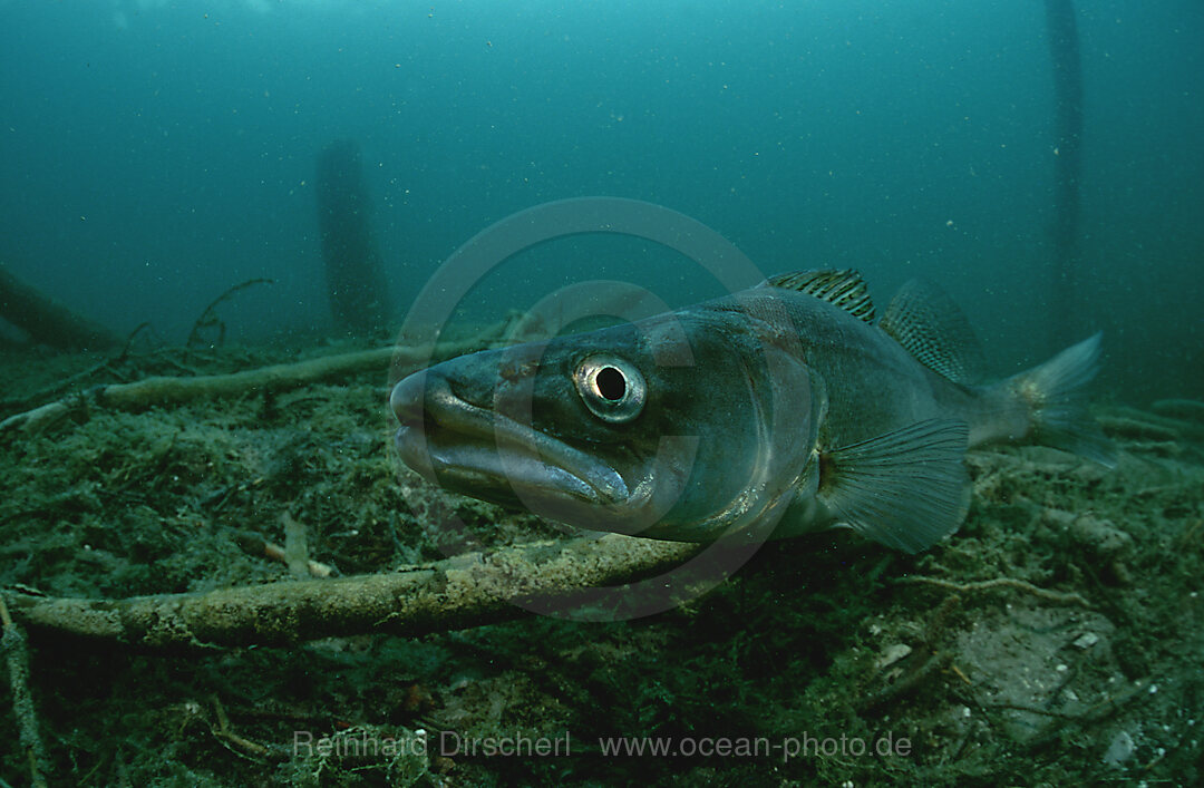 pikeperch