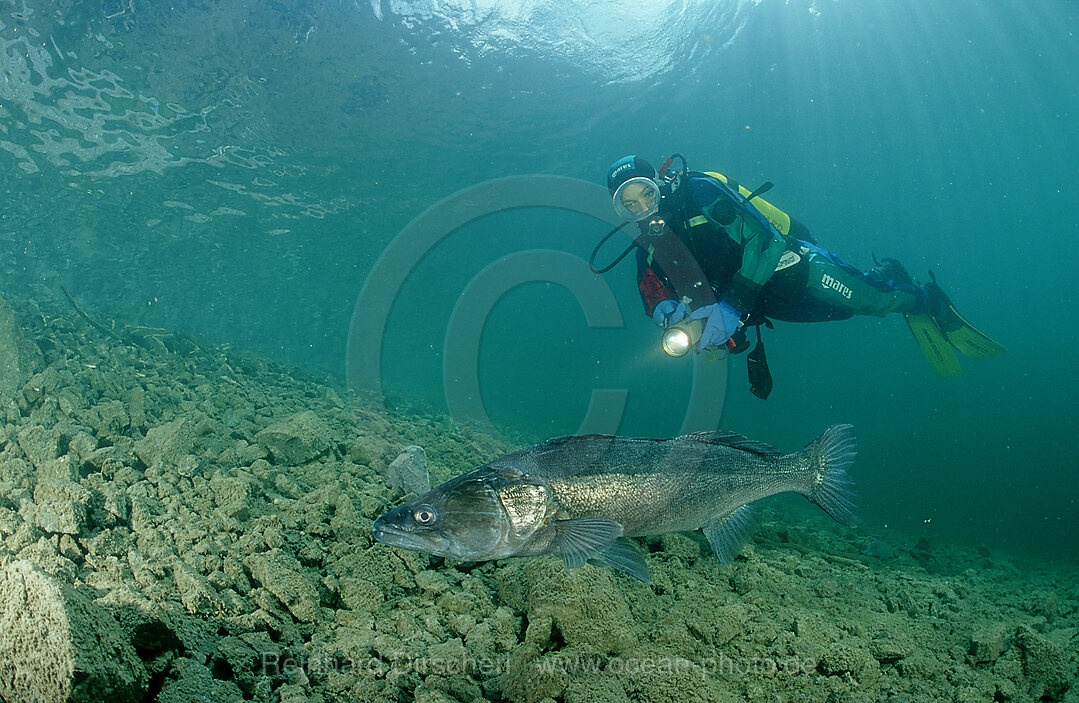 Zander und Taucher
