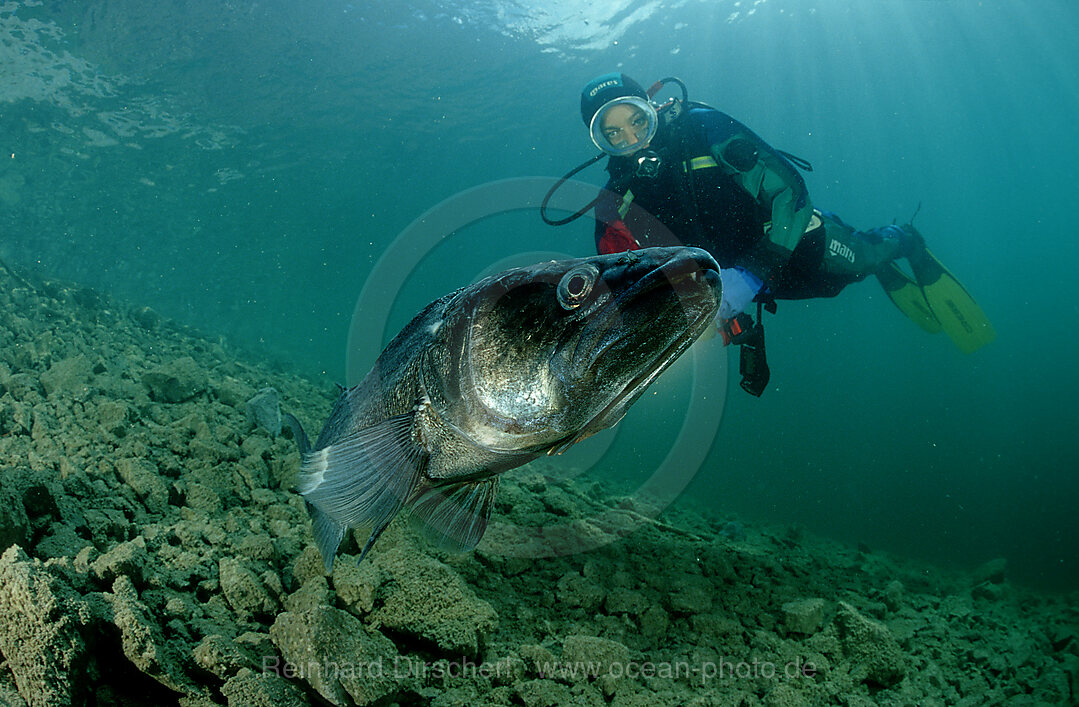 pikeperch and scuba diver