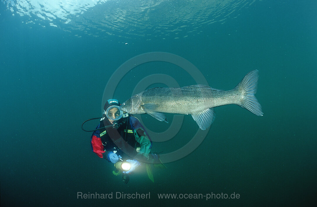 pikeperch and scuba diver