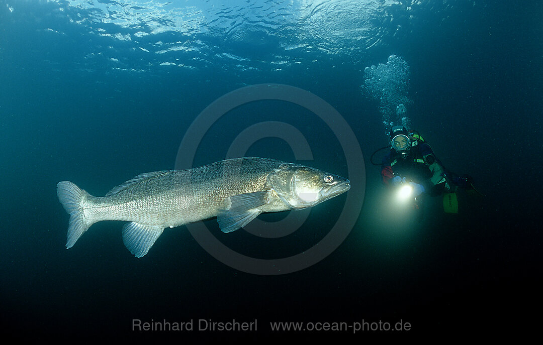 Zander und Taucher, Sander lucioperca, Bayern, Deutschland