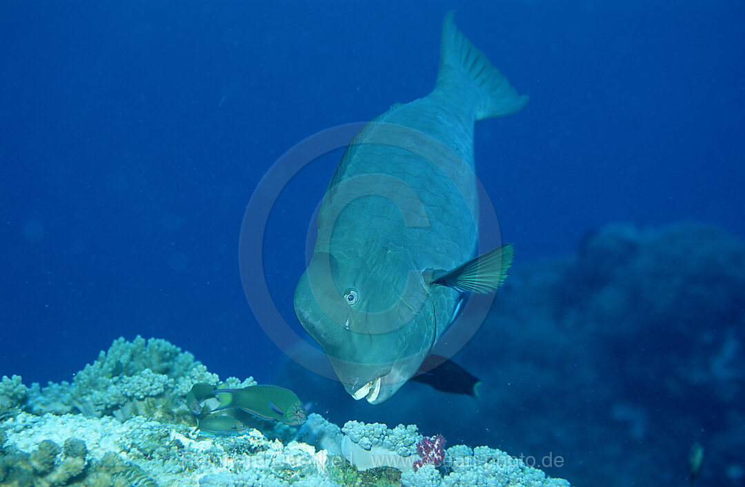 Bueffelkopf-Papageienfisch, Bolbometopon muricatum, Pazifik, Pacific ocean, Borneo, Sipadan, Malaysia