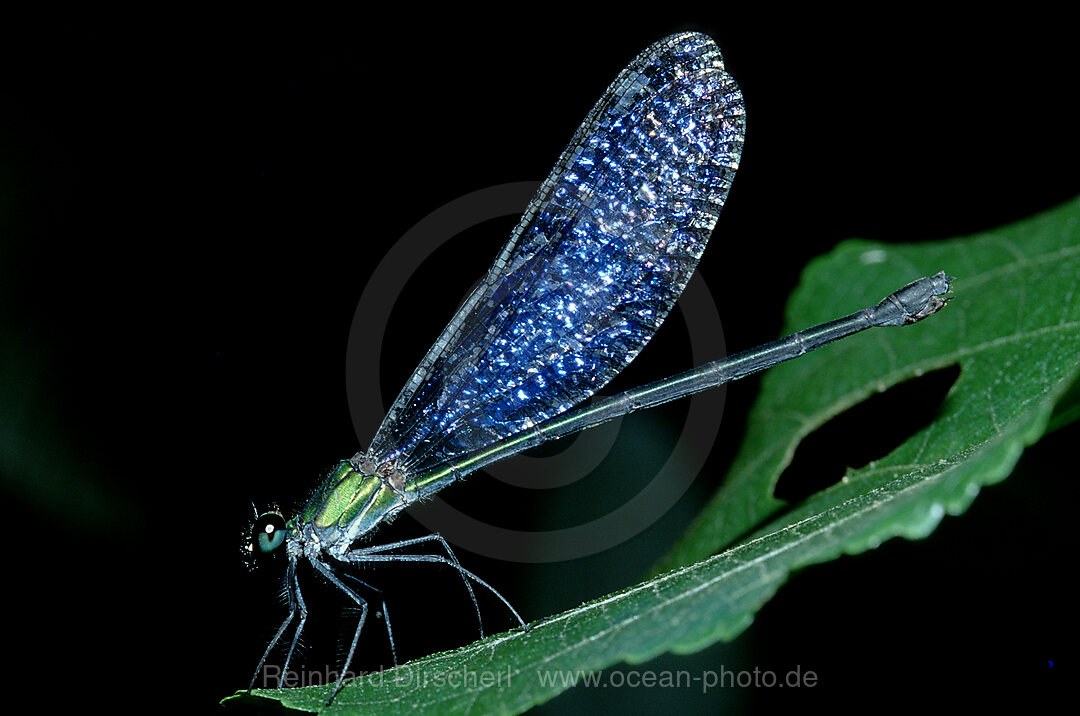 Dragon fly, Mulu National Park, Malaysia, Borneo