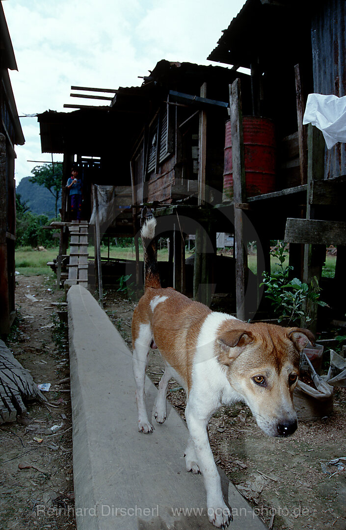 Hund in Punan Dorf, Mulu National Park, Malaysia, Borneo