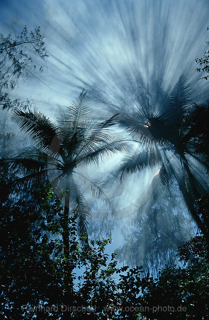 Nebelwald, Hochland Regenwald, Hochland Dschungel, Pazifik, Papua Neu Guinea