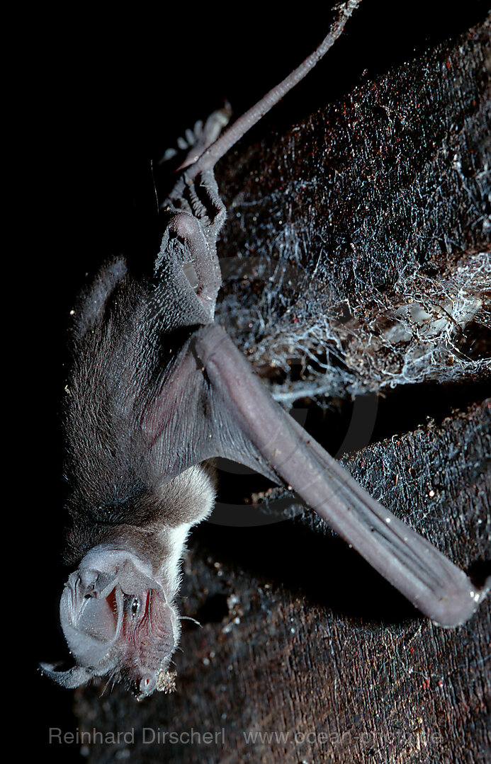 Fledermaus, Mulu National Park, Malaysia, Borneo