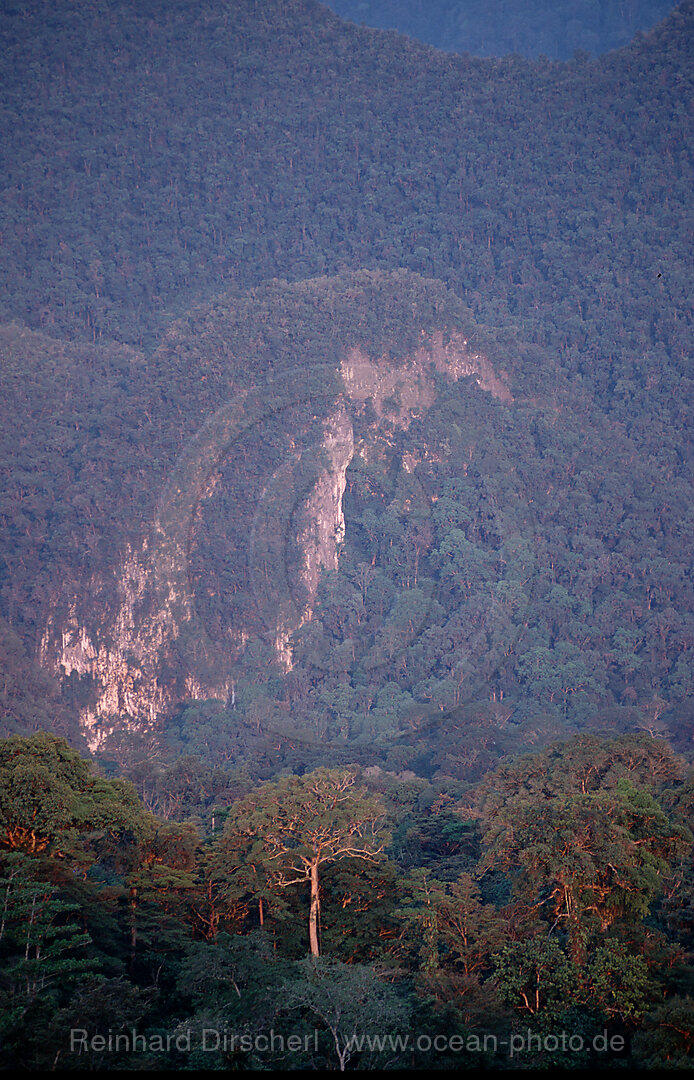 Regenwald, Dschungel, Mulu National Park, Malaysia, Borneo