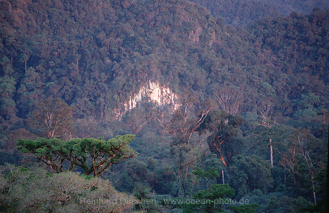 Regenwald, Dschungel, Mulu National Park, Malaysia, Borneo
