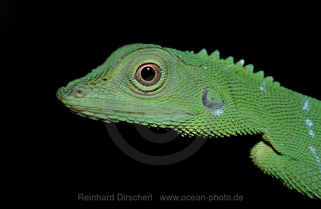 Gruene Wasseragame, Physignathus sp., Mulu National Park, Malaysia, Borneo