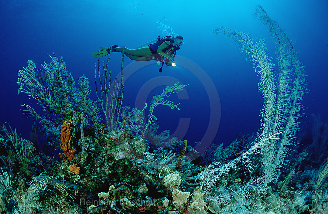 Scuba diver and corals
