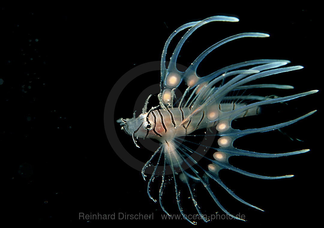 Junger Rotfeuerfisch