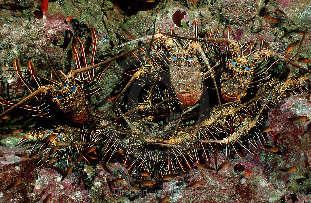 Koenigslanguste, Languste, Hoehle mit Langusten, Panulirus regius, Pazifik, Cocos Island, Mittelamerika, Lateinamerika, Costa Rica