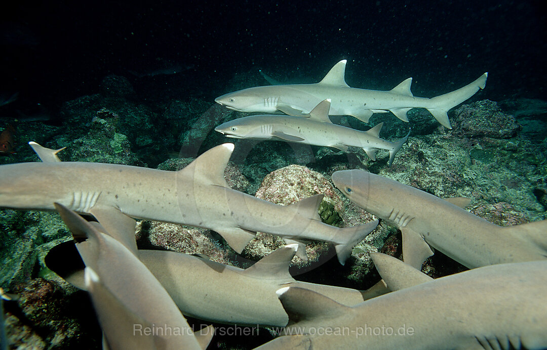 Weissspitzen-Riffhai, Riffhaie bei der Jagd, Triaenodon obesus, Pazifik, Cocos Island, Mittelamerika, Lateinamerika, Costa Rica